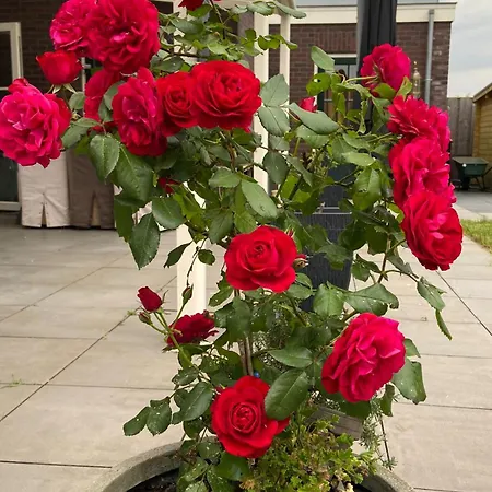 D No Bathroom, Geen Badkamer 3*