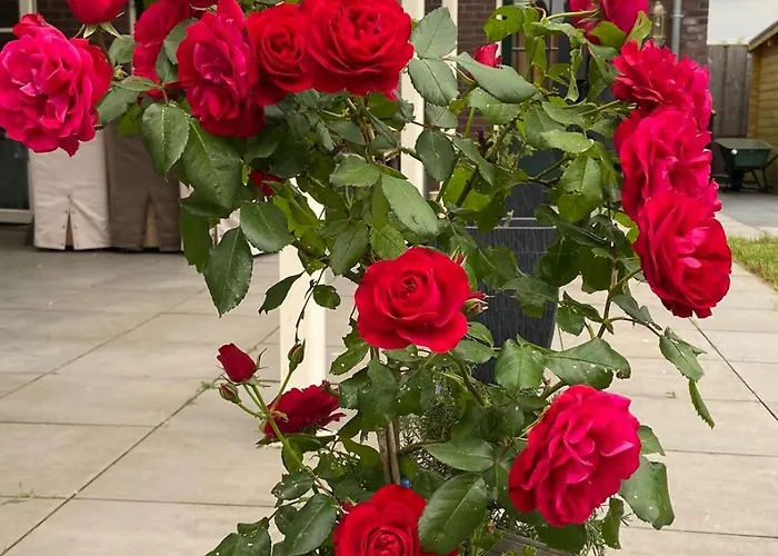 D No Bathroom, Geen Badkamer 3*